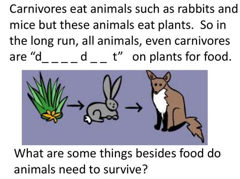 Plants And Animals Depend On Each Other Teach 2nd3rd Grade