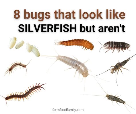 8 Bugs That Look Like Silverfish But Arent With Pictures