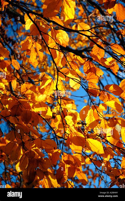 Beech Tree In Autumn Stock Photo Alamy