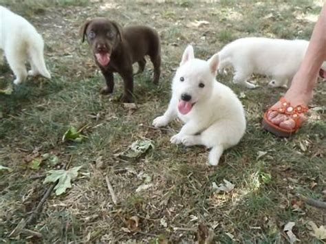 Appleridge is a dedicated german shepherd breeder that has legions of titled dogs over decades. White German Shepherd Puppies for Sale in Clermont, Iowa ...