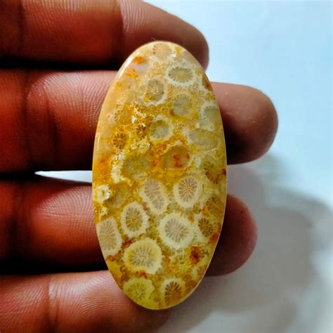 Fossil Coral Fossil Coral Cabochon Amazing Stone 100 Etsy