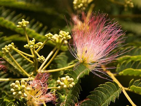 Mimosa Trees To Plant Flowers Beautiful