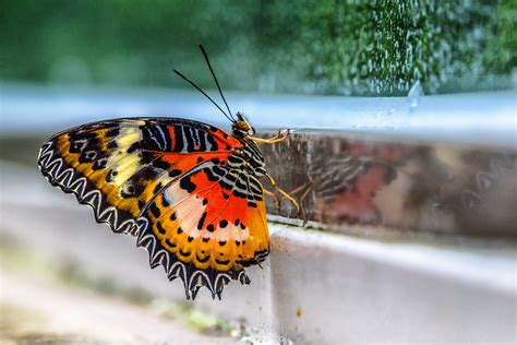 Er umfasst eine fläche von 22 hektar und grenzt an den nymphenburger schlosspark. Tropische Schmetterlinge im Botanischen Garten München ...
