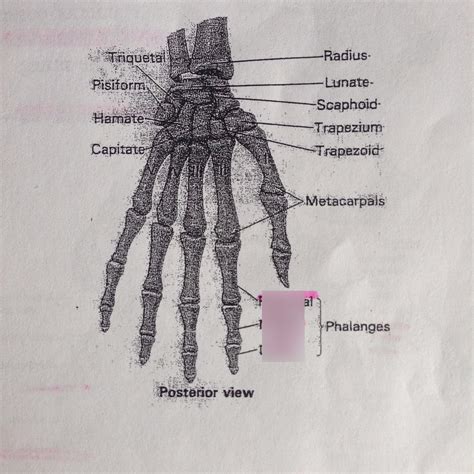 Anatomyappendicular Division Of Skeletal System Carpals And Manus