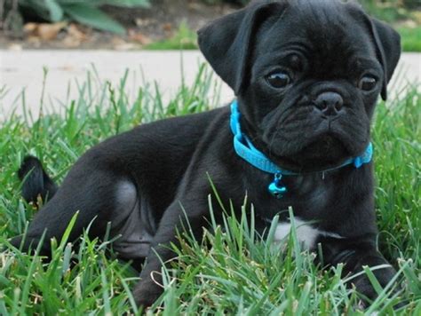 Cute Black Pug Puppies For Sale 505x652x7165 Handmade Michigan