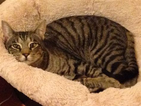 Tiger Tabby Kittens For Sale Geniustews