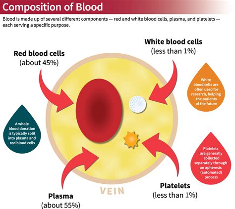 Components Of White Blood Cell