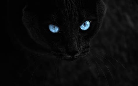 серый кот голова синие глаза без смс Обои на рабочий стол Mirowo