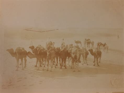 Lehnert And Landrock 1910 Carovana Di Dromedari Nel Catawiki