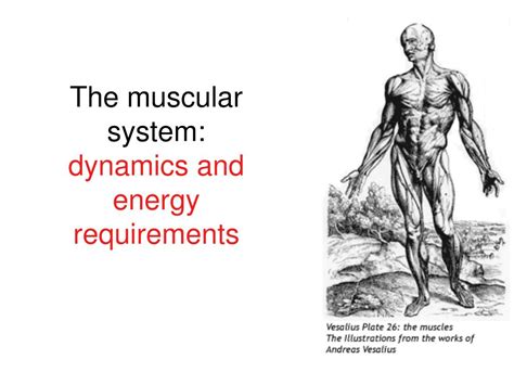 Ppt The Muscular System An Introduction Powerpoint Presentation