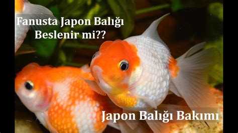 Japon Balığı Bakımı - Akvaryum Şartları | Üretimi | Fiyatları