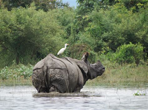 Greater One Horned Rhino Population Reaches A New High Rhino Recovery