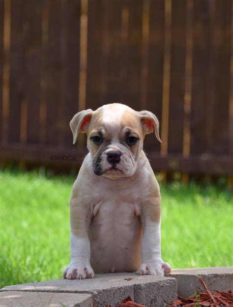 Lancaster puppies advertises puppies for sale in pa, as well as ohio, indiana, new york and other states. Olde English Bulldogge Puppies For Sale | Fort Worth, TX ...