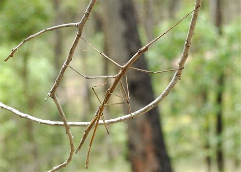 Stick And Leaf Insects Order Phasmatodea