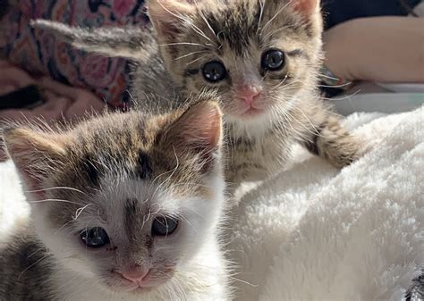 Adopting Two Kittens Instead Of One Comes With Lifelong Benefits For