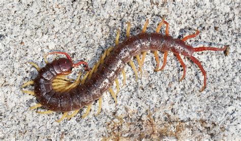 Habitats Of Centipedes Sciencing