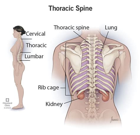 Thoracic Vertebrae Thoracic Spine Anatomy Labeled