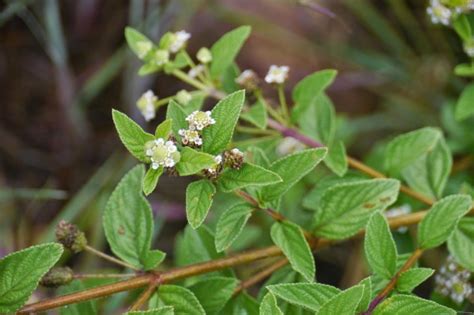 Lippia Javanica Fever Tea Medicinal Plant From The Healing Plant