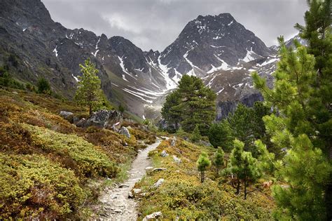 Alpine Pine Forest Path Austrian Alps Photograph By Alex Hyde