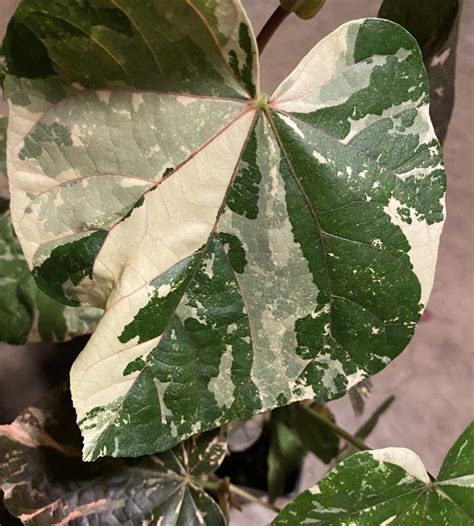 Hibiscus Tiliaceus Variegata Growth And Care Gfl Outdoors