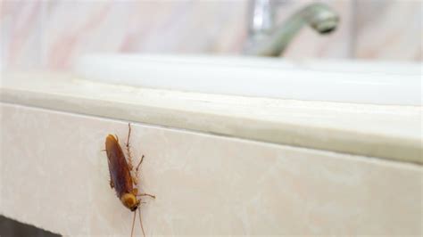 Get Rid Of Bathroom Bugs Professional Pest Control Services Northern