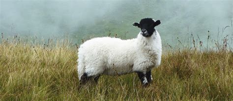 8 Most Popular British Sheep Tasteatlas