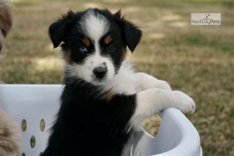 Iris Akc Australian Shepherd Puppy For Sale Near Houston Texas