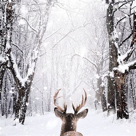 A Magical Winter Wonderland Winter Magic Winter Scenes Winter Aesthetic
