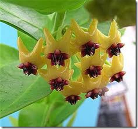 Plant database entry for lipstick plant (aeschynanthus 'rasta') with 23 images, one comment, and 19 data details. How to Grow Lipstick Rasta Hoya Plants