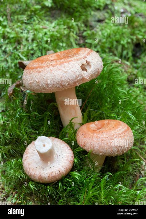 Beautiful Autumn Mushrooms Stock Photo Alamy