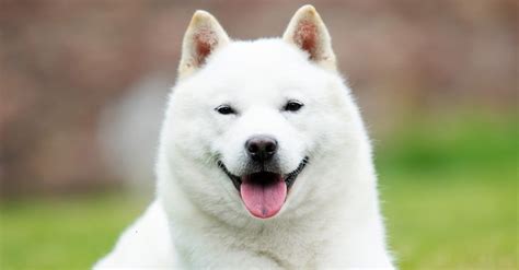 Ainu Dog Breed Complete Guide Az Animals