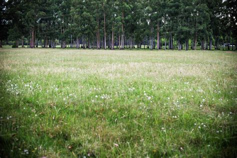 Grassy Field With Woods In Distance Stock Photo Dissolve