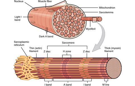 Gross And Microscopic Anatomy Of Skeletal Muscle