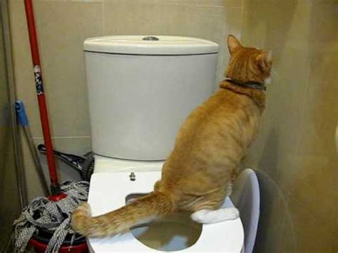 Thanks for the comments, likes and for subscribing. Well-Trained Cat - Ding Ding Flushing toilet - YouTube