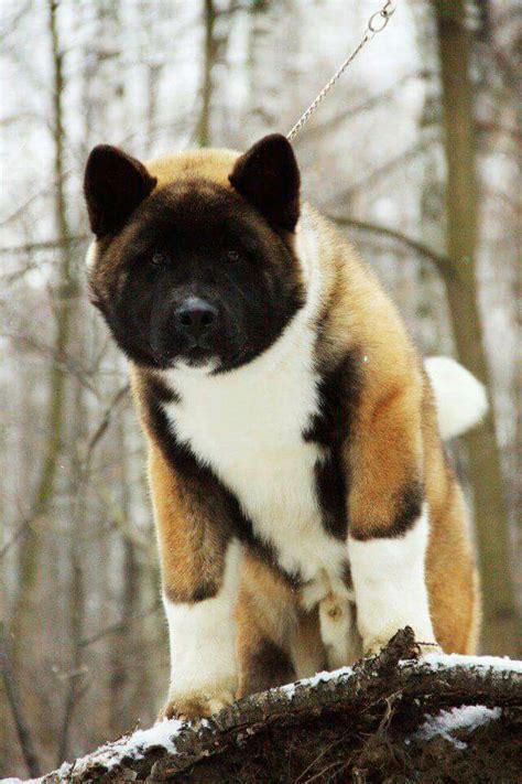 Beautiful Akita Akita Puppies Labrador Retriever Puppies Dogs And