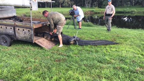 Alligator Attacks Man Who Jumped Into Clearwater Pond