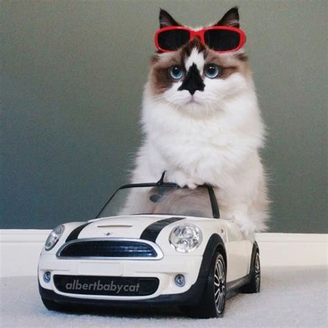 21 munchkin cats that are so adorable you won t believe they are real paw my gosh
