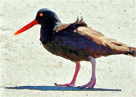 Oystercatcher Digital Art By Gary Olsen Hasek Fine Art America