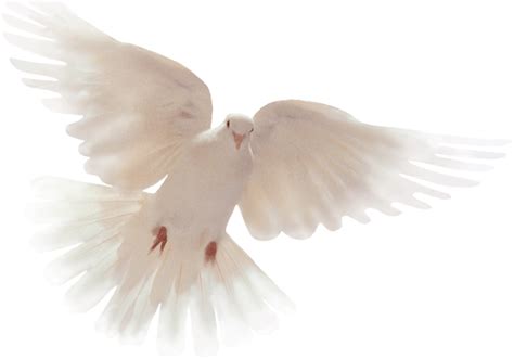Holy Spirit Dove Png Symbol Of The Holy Spirit Dove 559527 Vippng