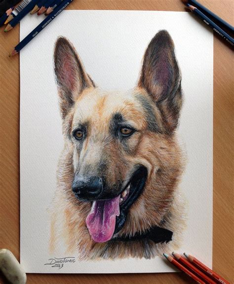 Next, with one of your fingers, track from the middle of a curve until it looks just right, and draw a circle for the eye. 'German Shepherd' - pencil drawing by AtomiccircuS, via deviantART ..."schaefer" is German fo ...