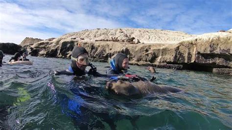 Puerto Madryn 3 Hour Snorkeling Trip With Sea Lions Getyourguide