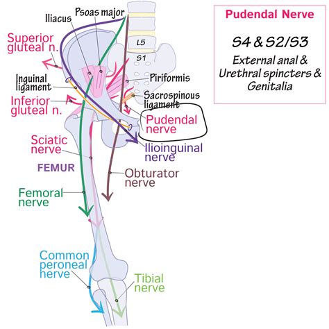 Gross Anatomy Glossary Pudendal Nerve Draw It To Know It