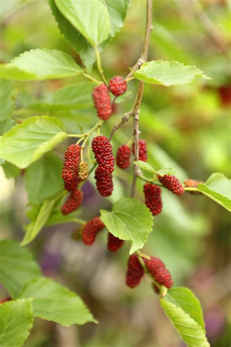 Mulberry Tree Identification - Gardenerdy