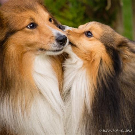 Pin On Sheltie Love