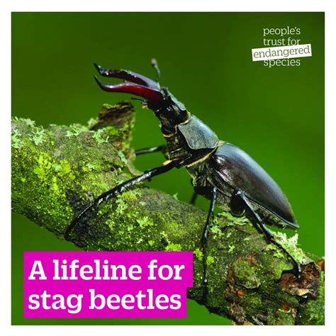 Stag Beetles T The Peoples Trust For Endangered Species Shop
