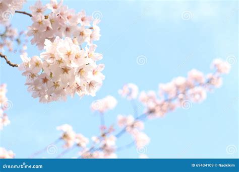 Japanese Cherry Blossom Full Bloom In Blue Sky Stock Image Image