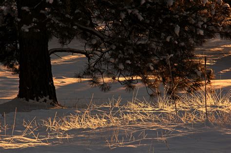 Solitary Black Pine On Snowy Meadow Early Morning Zwz Picture