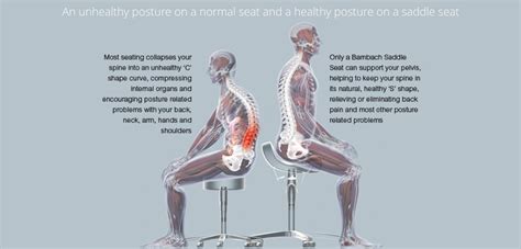 An organ is a collection of tissues that have a specific role to play in the human body. Internal Organs In Lower Back : Lower Right Back Pain Tissues Spinal Structures / They are also ...