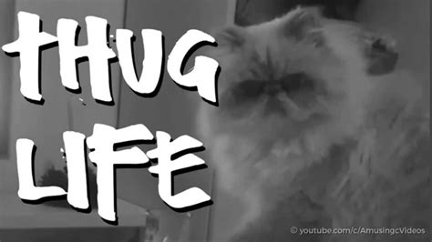 No No No Cat Thug Life Video New Youtube