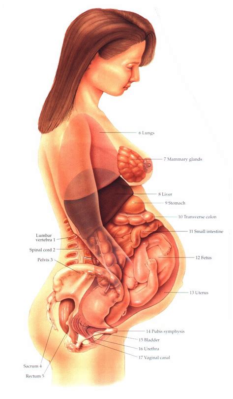 This post is part of a series called human anatomy fundamentals. Female Organs Anatomy of Reproduction | Anatomy of The ...